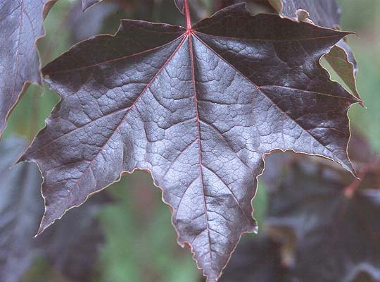 What are some facts about the Crimson King Norway maple?